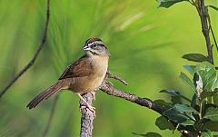 Rusty Sparrow